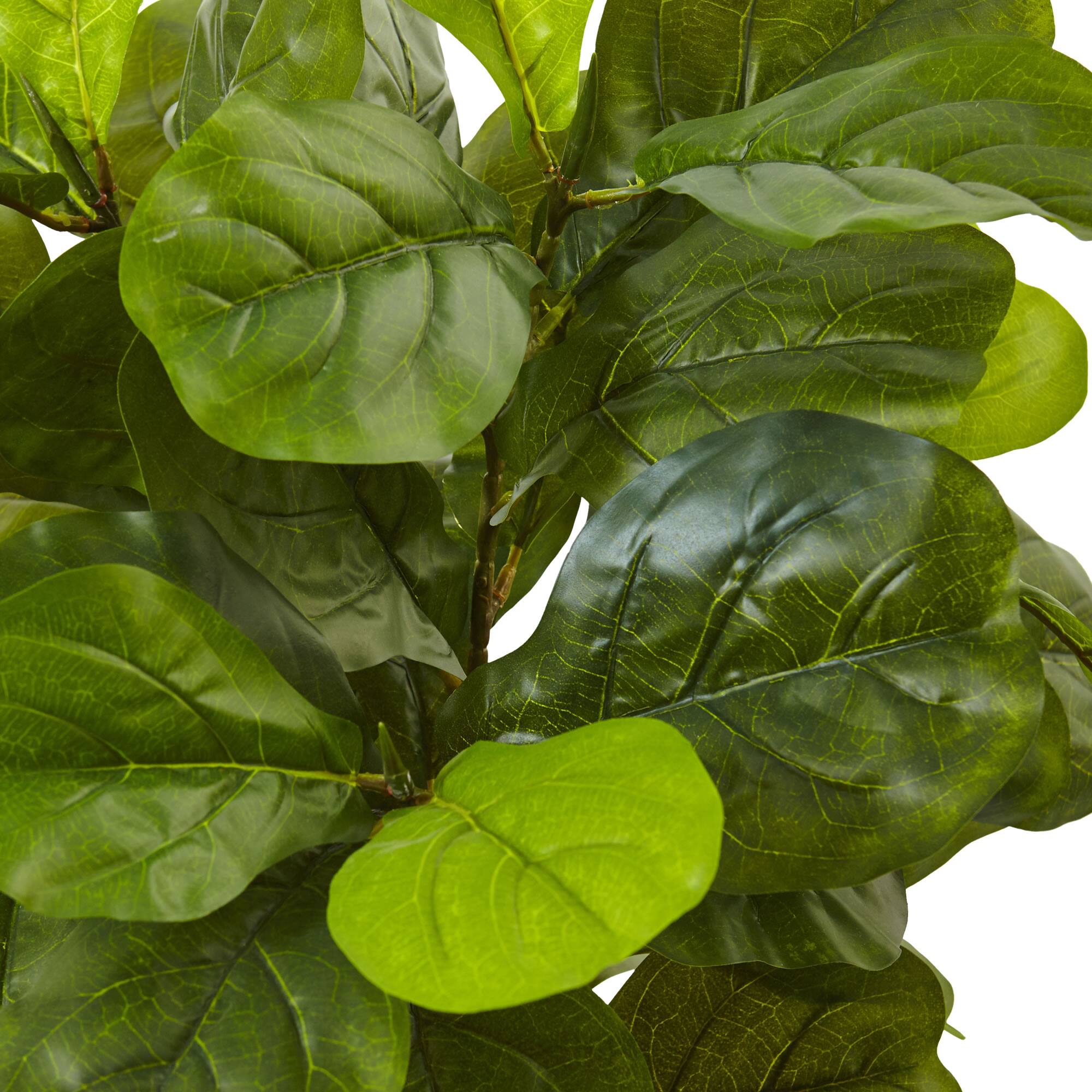 4.5ft. Fiddle Leaf Fig in White Planter
